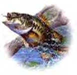 jumpnbass2.gif (70722 bytes)